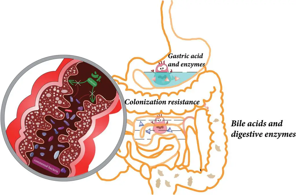 when to take probiotics